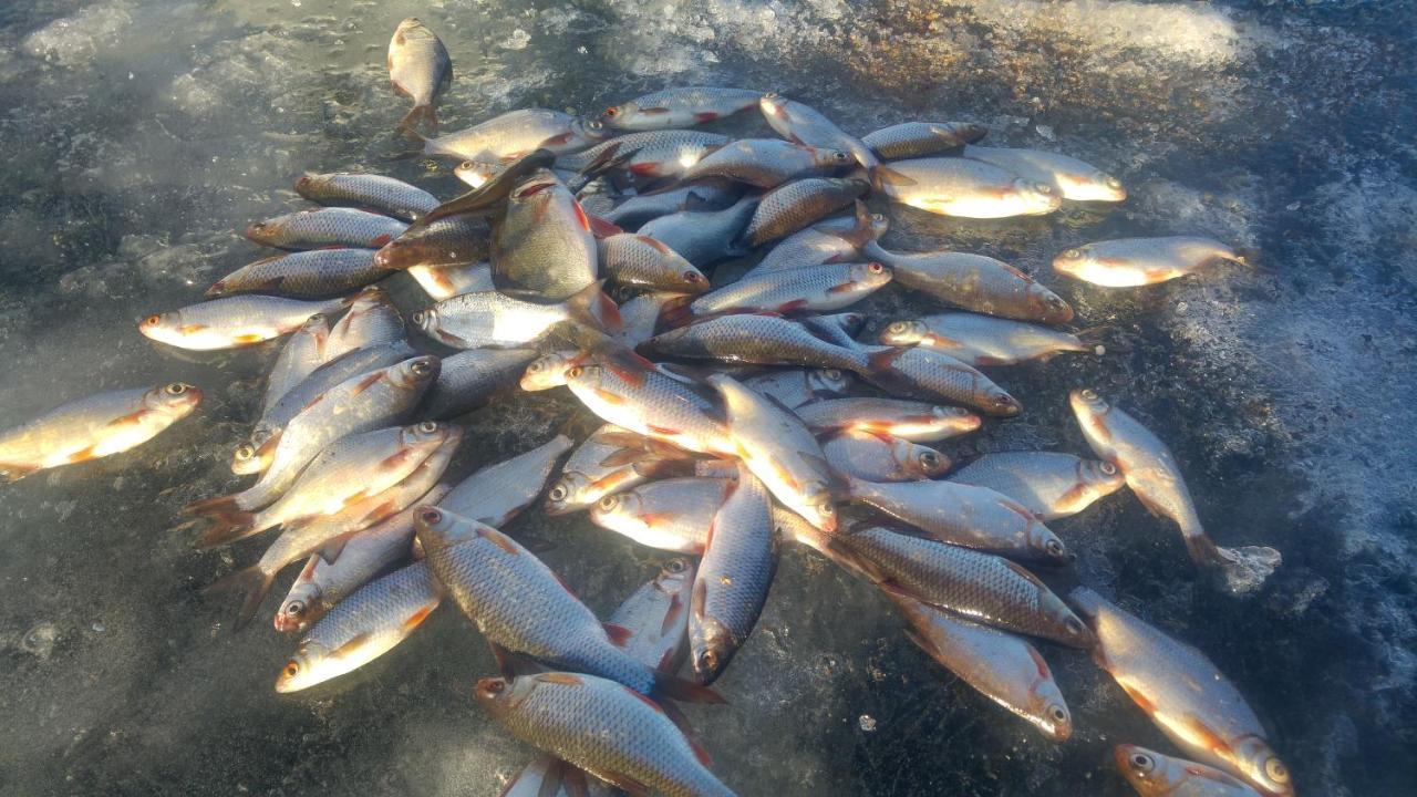 穆泽尼基露营地 Renda 外观 照片